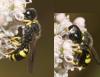 125390 – Photo : Arthropa - Benoit Martha – France (64)