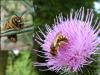 Halictus scabiosae
