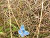 125970 – Photo : Limenitis78 – France (85)