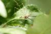 125790 – Photo : Mathurin CARNET – France (57)