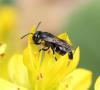 Hylaeus sp.