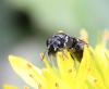 Hylaeus sp.