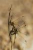 125823 – Photo : Jean-Pierre Aubrun – France (83)