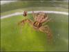 Xysticus sp.