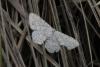 125041 – Photo : Michel Ehrhardt – France (68)