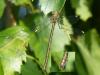 125679 – Photo : Yves Mannessier – France (62)