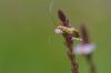 125974 – Photo : Patrick Lamboley – France (39)