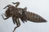125117 – Photo : Archelon – France (48)