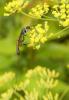 125061 – Photo : Jean-Pierre Viallard – France (28)