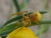 125664 – Photo : Dominique Hugot – France (83)
