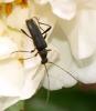 125449 – Photo : Amaury de la Pinsonnais – France (44)