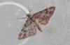 125316 – Photo : Dominique THAUVIN – France (45)