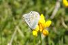 125754 – Photo : Thierry Madigou – France (65)