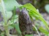 125530 – Photo : Dominique THAUVIN – France (45)