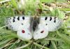 125387 – Photo : Pierre SENGEZ – France (05)