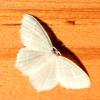 125001 – Photo : Mathurin CARNET – France (53)