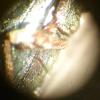 Phyllobius pomaceus