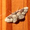 125005 – Photo : Mathurin CARNET – France (53)