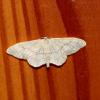 125189 – Photo : Mathurin CARNET – France (53)