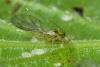 125076 – Photo : Christophe Quintin – France (21)
