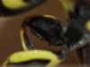 Leucospis dorsigera