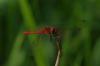 125305 – Photo : Patrick Lamboley – France (25)