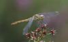 125990 – Photo : Rémi Bouteloup – France (53)