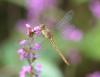 125991 – Photo : Rémi Bouteloup – France (53)