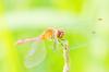 125306 – Photo : Patrick Lamboley – France (25)
