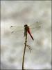 125767 – Photo : Jean-Yves Malmasson – France (91)