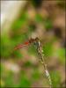 125766 – Photo : Jean-Yves Malmasson – France (91)