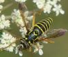125971 – Photo : Bernard Pelletier – France (04)