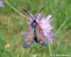 125796 – Photo : Guillaume Huot-Marchand – France (88)