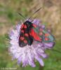 125811 – Photo : Guillaume Huot-Marchand – France (88)