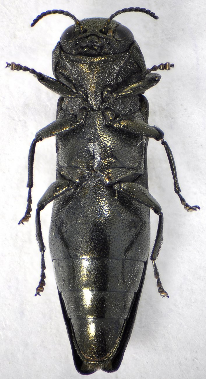 Patrick Deyroze - Agrilus (Robertius) betuleti - réf. 125933 (707 x 1300 pixels, 200 ko)