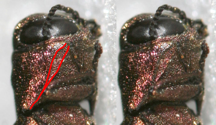 Arthropa - Benoit Martha - Agrilus (Agrilus) ribesi - réf. 125402 (714 x 414 pixels, 76 ko)