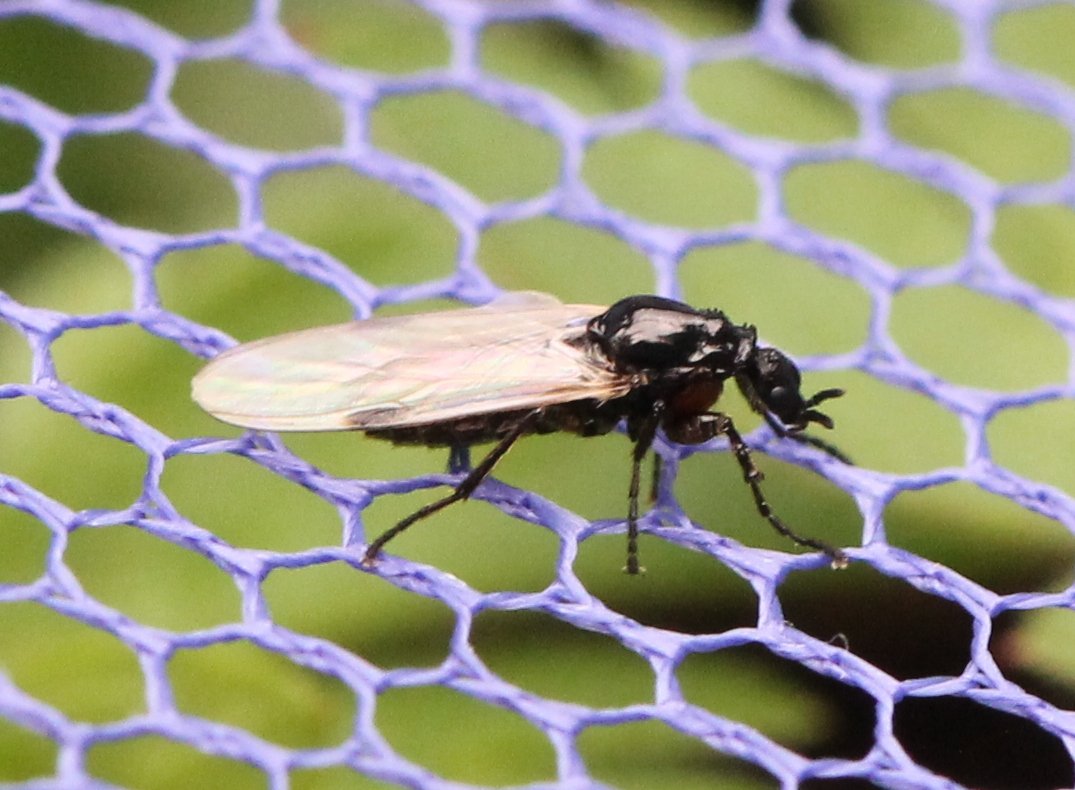 Renko Usami - Dilophus femoratus - réf. 125337 (1075 x 790 pixels, 126 ko)