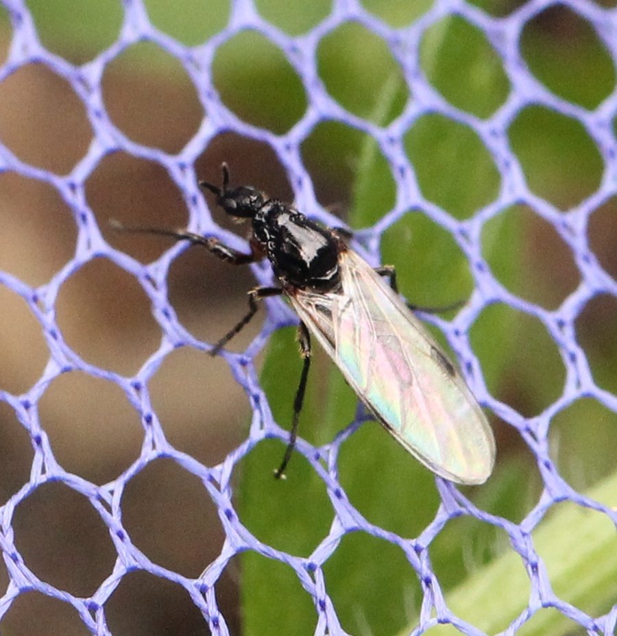 Renko Usami - Dilophus femoratus - réf. 125338 (900 x 928 pixels, 143 ko)