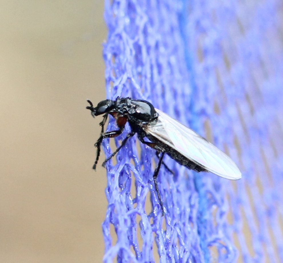 Renko Usami - Dilophus femoratus - réf. 125336 (991 x 920 pixels, 105 ko)