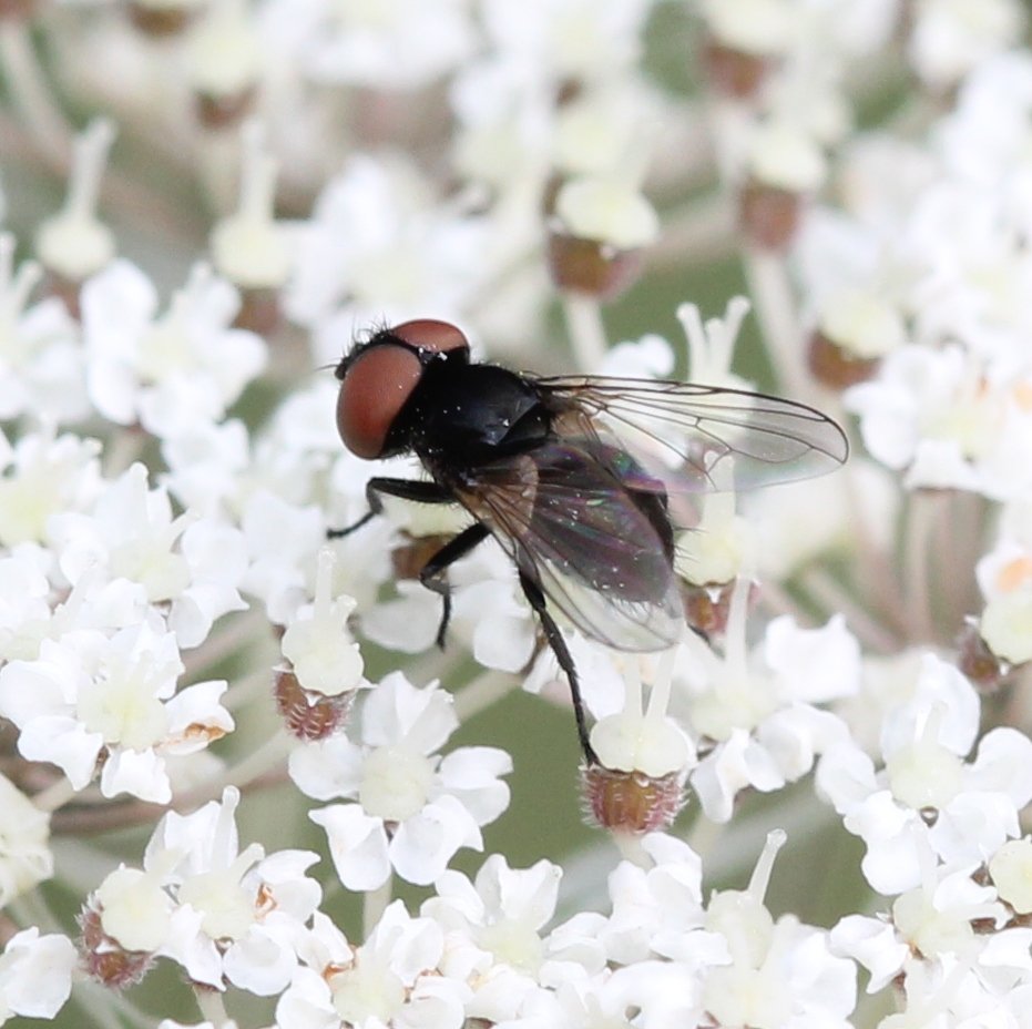 Renko Usami - Phasia barbifrons - réf. 125377 (931 x 928 pixels, 106 ko)