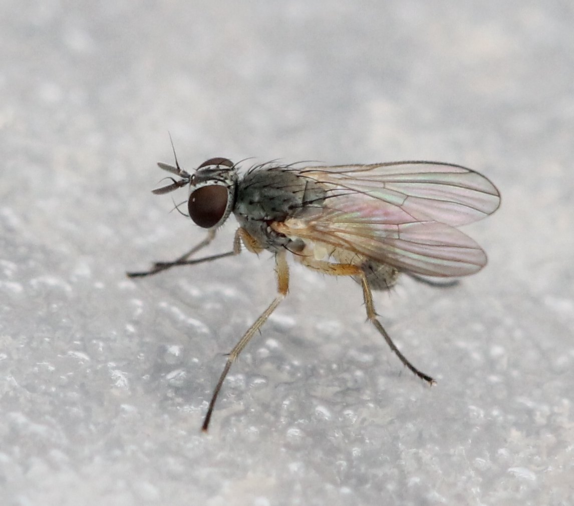 Renko Usami - Coenosia sp. - réf. 125969 (1146 x 1011 pixels, 127 ko)