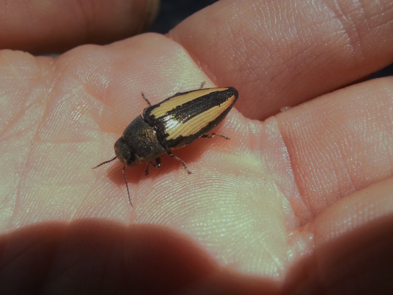 Nicolas Gautier - Buprestis (Ancylocheira) humeralis - réf. 125279 (1500 x 1125 pixels, 192 ko)