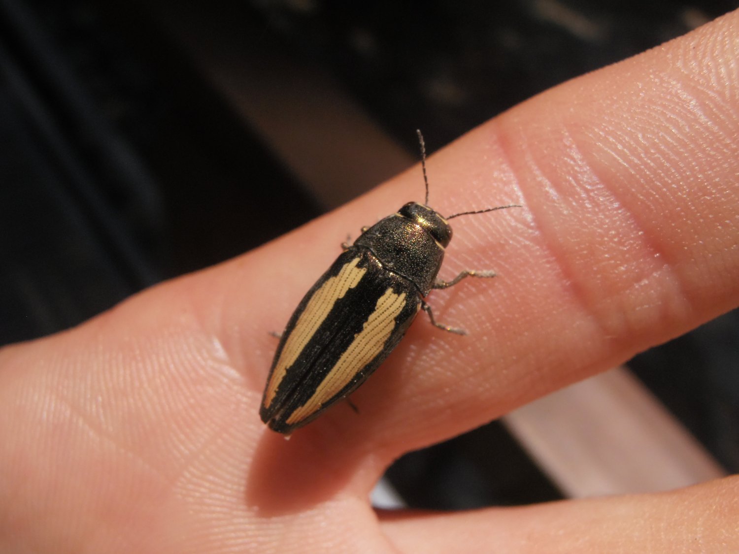 Nicolas Gautier - Buprestis (Ancylocheira) humeralis - réf. 125278 (1500 x 1125 pixels, 147 ko)