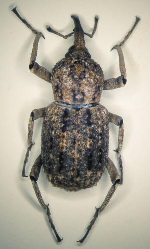 Sipalinus guineensis