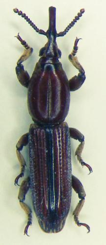 Pseudoceocephalus depressus