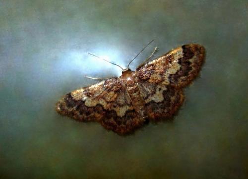 Idaea spissilimbaria