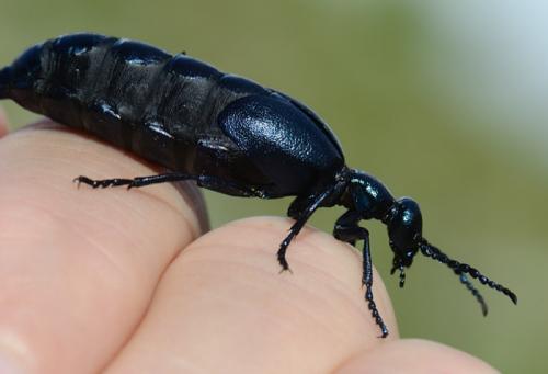 Meloe violaceus