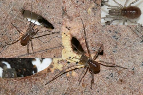 Réf. 126 433 : Ischyropsalis luteipes