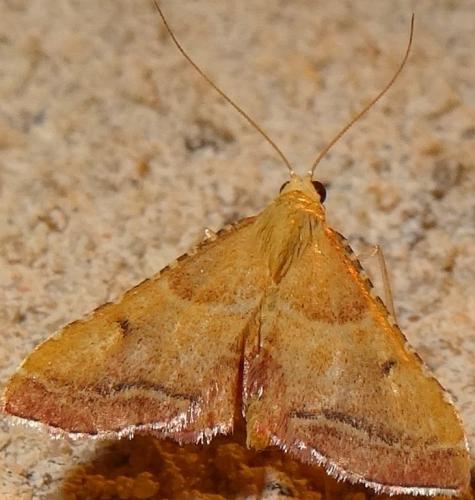 Réf. 126 299 : Endotricha flammealis