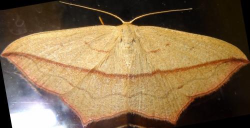 Réf. 126 125 : Timandra comae
